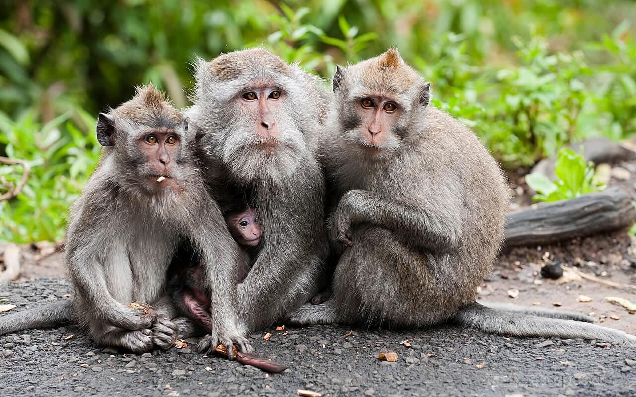 Bali Temples Monkeys